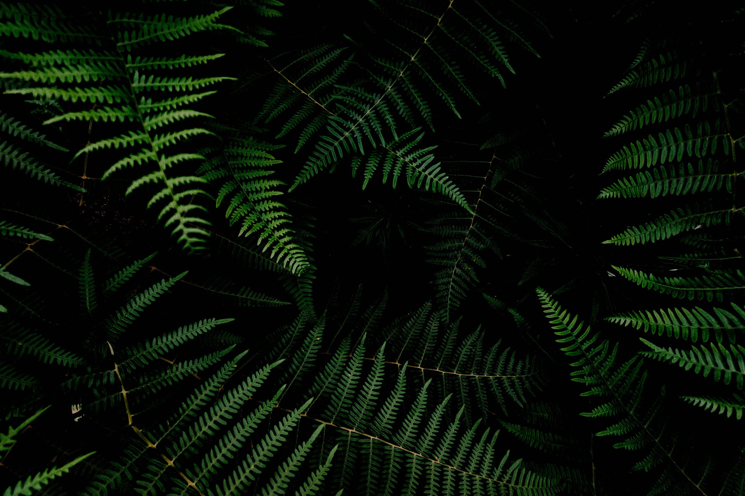 Green Fern Leaves